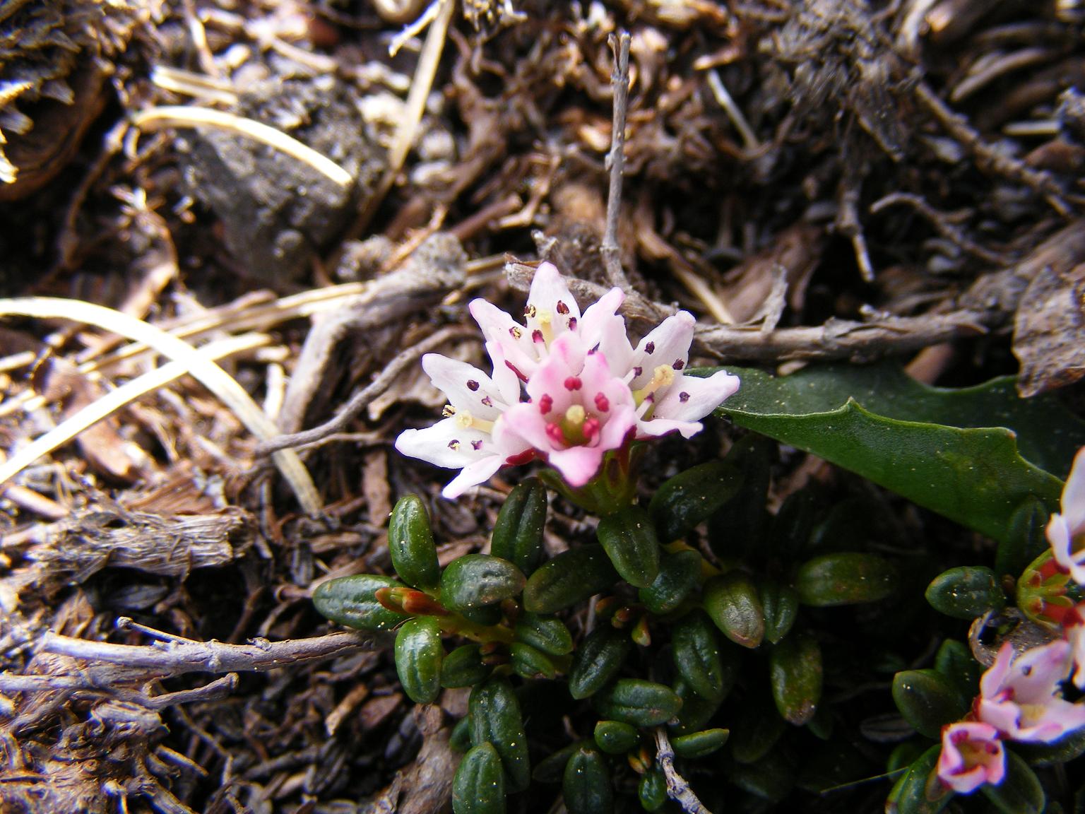 I fiori del vento:Kalmia procumbens (=Loiseleuria procumbens)